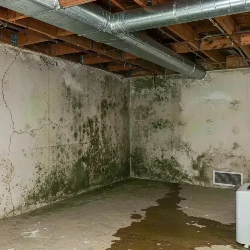 Professional Mold Removal in Moniteau County, MO